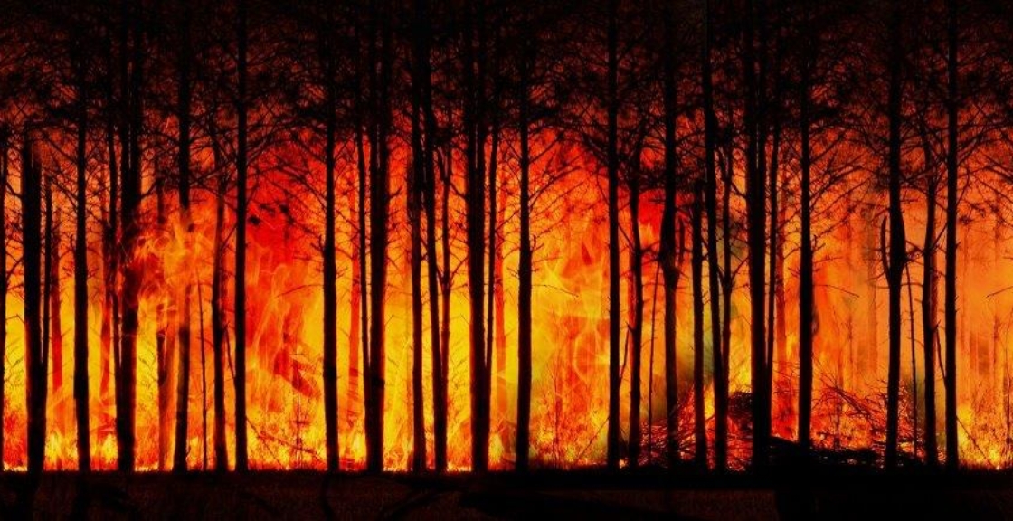 forest-fire-3836834_1920